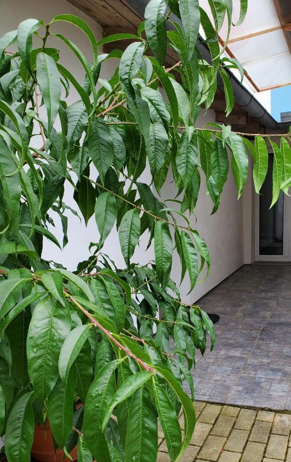 Apartman Stary Liskovec ブルノ エクステリア 写真